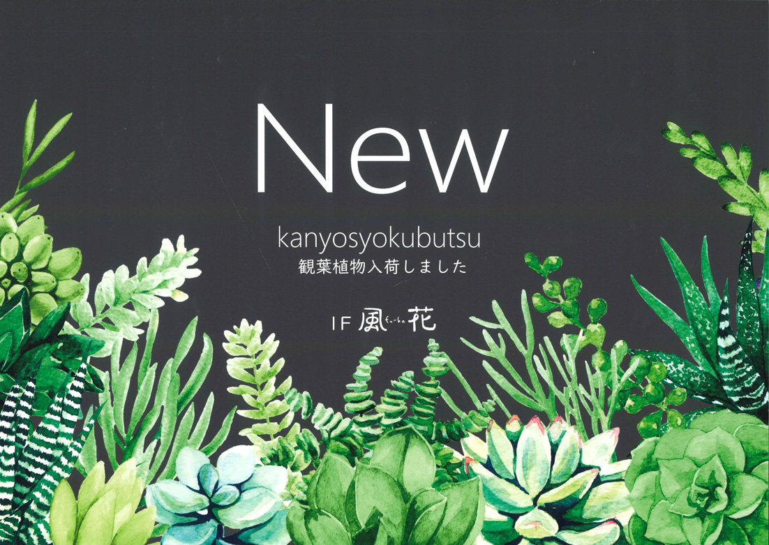 観葉植物入荷しました