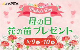 【3F アピタ】母の日花の苗プレゼント 5/9（土）、10（日）